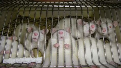 does dior do animal testing|is dior animal testing illegal.